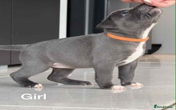 Staffordshire Bull Terrier dogs for sale: !!! Blue Staffordshire bull terriers !!! - Image 3