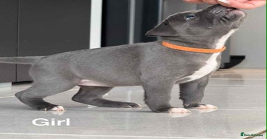 Staffordshire Bull Terrier dogs - Advert 9
