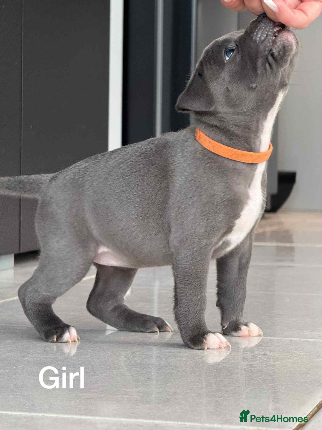 Staffordshire Bull Terrier dogs for sale: !!! Blue Staffordshire bull terriers !!! - Image 3