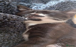 Mixed Breed cats for sale: Three beautiful tuxedos - MMF - Image 12