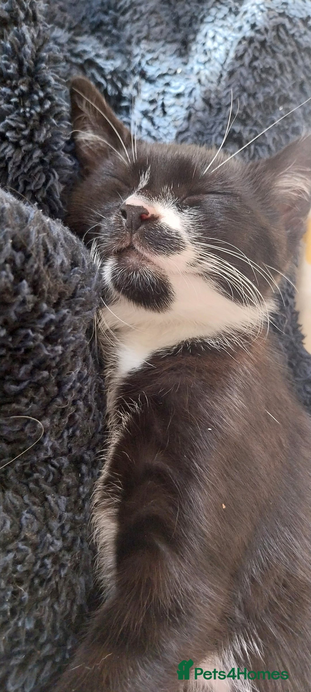 Mixed Breed cats for sale: Three beautiful tuxedos - MMF - Image 12