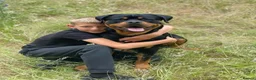 Mixed Breed dogs for sale:   👑 Labrotties 👑 rottweiler x Labrador 👑 - Advert 14