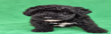 Poochon 2