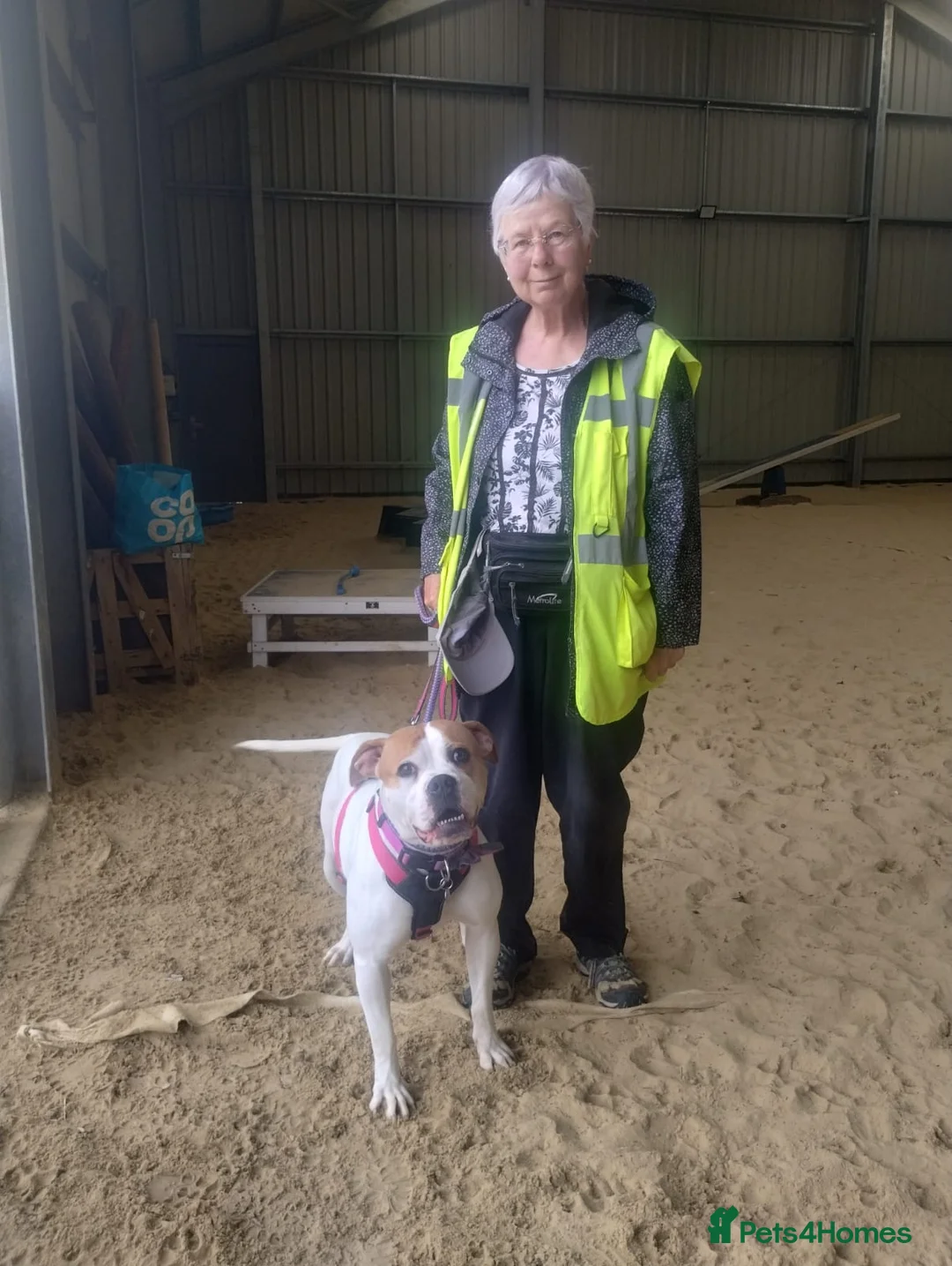 Boxer dogs for adoption: Skye  - Advert 2