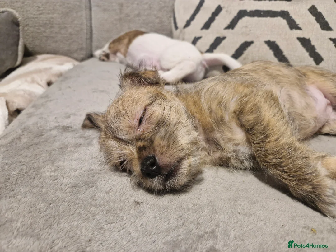 Mixed Breed dogs for sale: Beautiful Girl malshi x Jack russell  - Advert 5