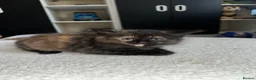 American Shorthair cats for sale: 2 Ginger/Blonde boys , 4 calico girls - Advert 20
