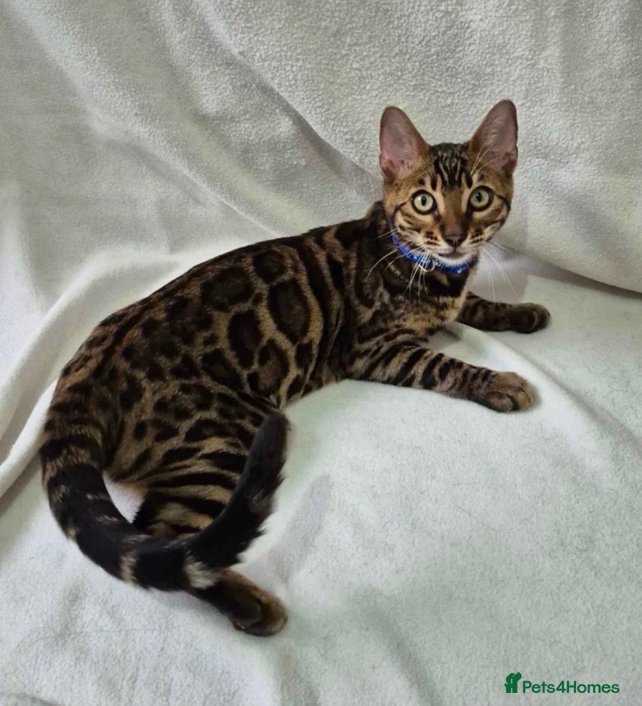 Bengal cats 1 LEFT!! ✨ Beautiful Bengal Kittens✨ - Advert 2