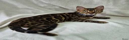 Bengal cats for sale: 1 LEFT!! ✨ Beautiful Bengal Kittens✨ - Advert 1