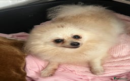 Pomeranian dogs for sale: Beautiful boy Pomeranian - Image 10