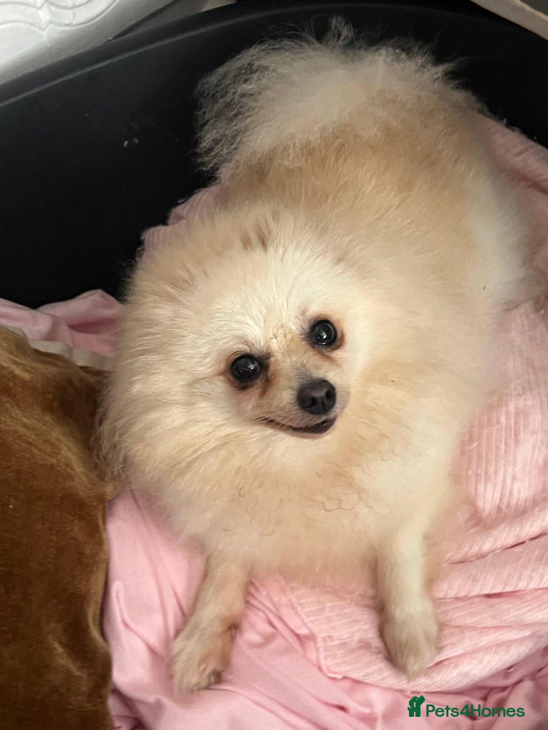 Pomeranian dogs for sale: Beautiful boy Pomeranian - Image 10
