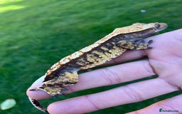 Gecko reptiles for sale: Crests geckos ford sale  - Image 10