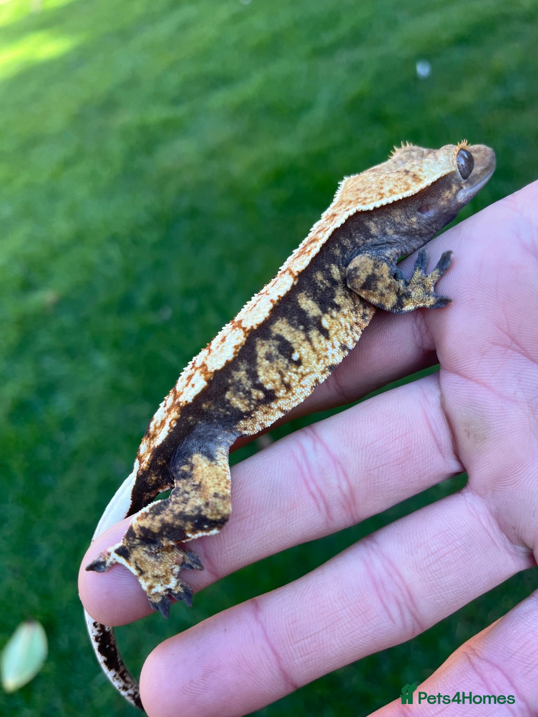 Gecko reptiles for sale: Crests geckos ford sale  - Image 10