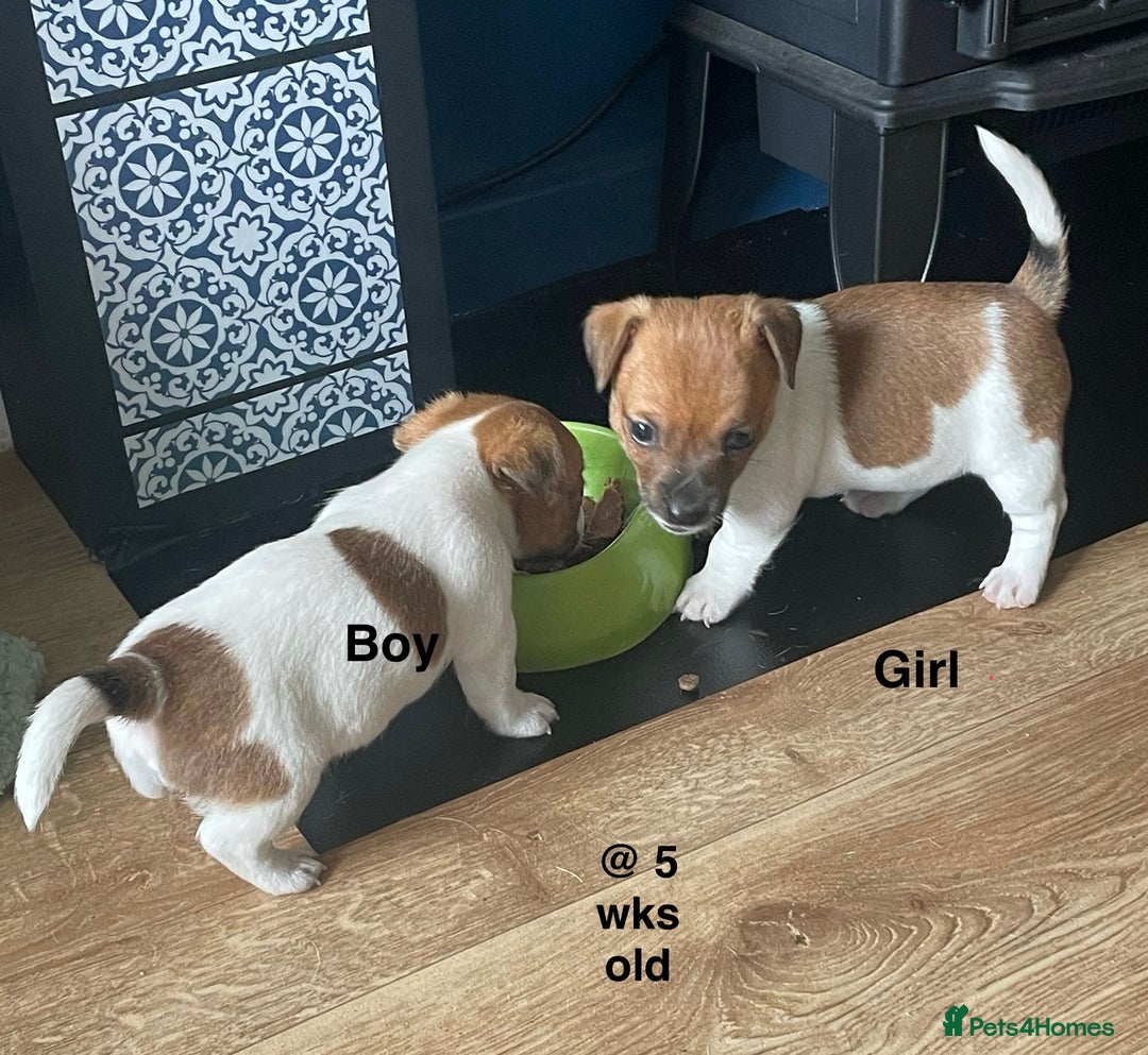 Jack Russell dogs for sale: Jack Russel Pups Short Legged - Image 14