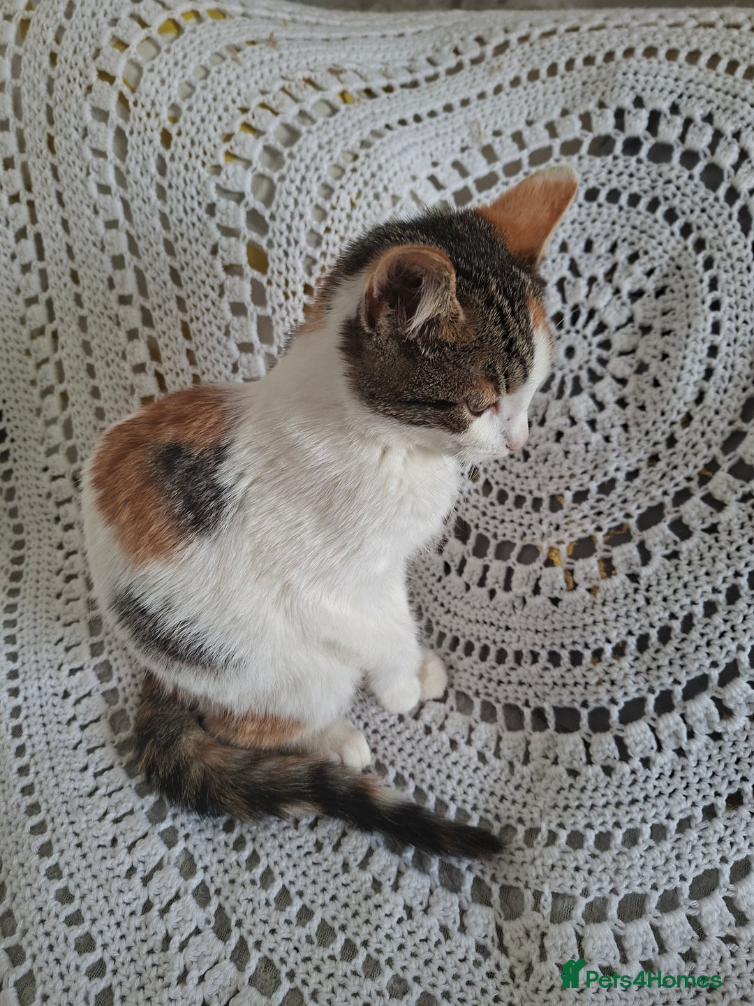 Domestic Shorthair cats for sale: Miss alice s - Advert 10