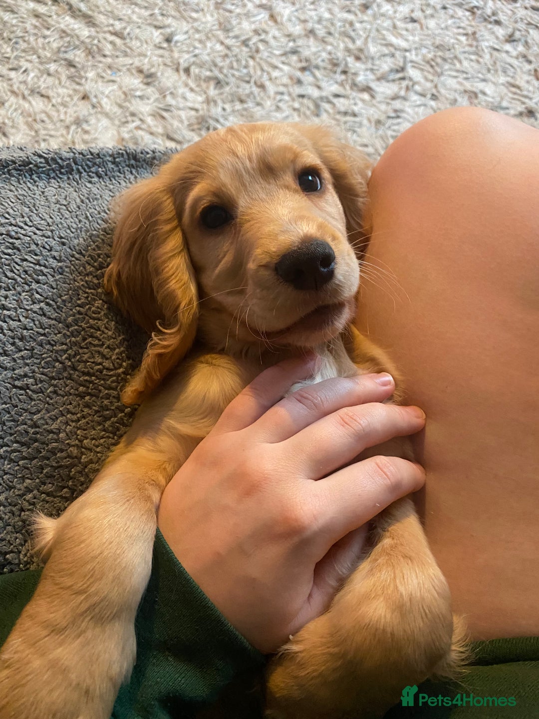 Cocker Spaniel dogs for sale: Cocker Spaniel Male-14 Weeks Old - Advert 1