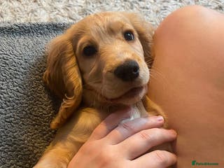 Cocker Spaniel dogs Cocker Spaniel Male-14 Weeks Old - Advert 2