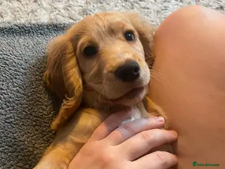 Cocker Spaniel dogs Cocker Spaniel Male-4.5 months old - Advert 4