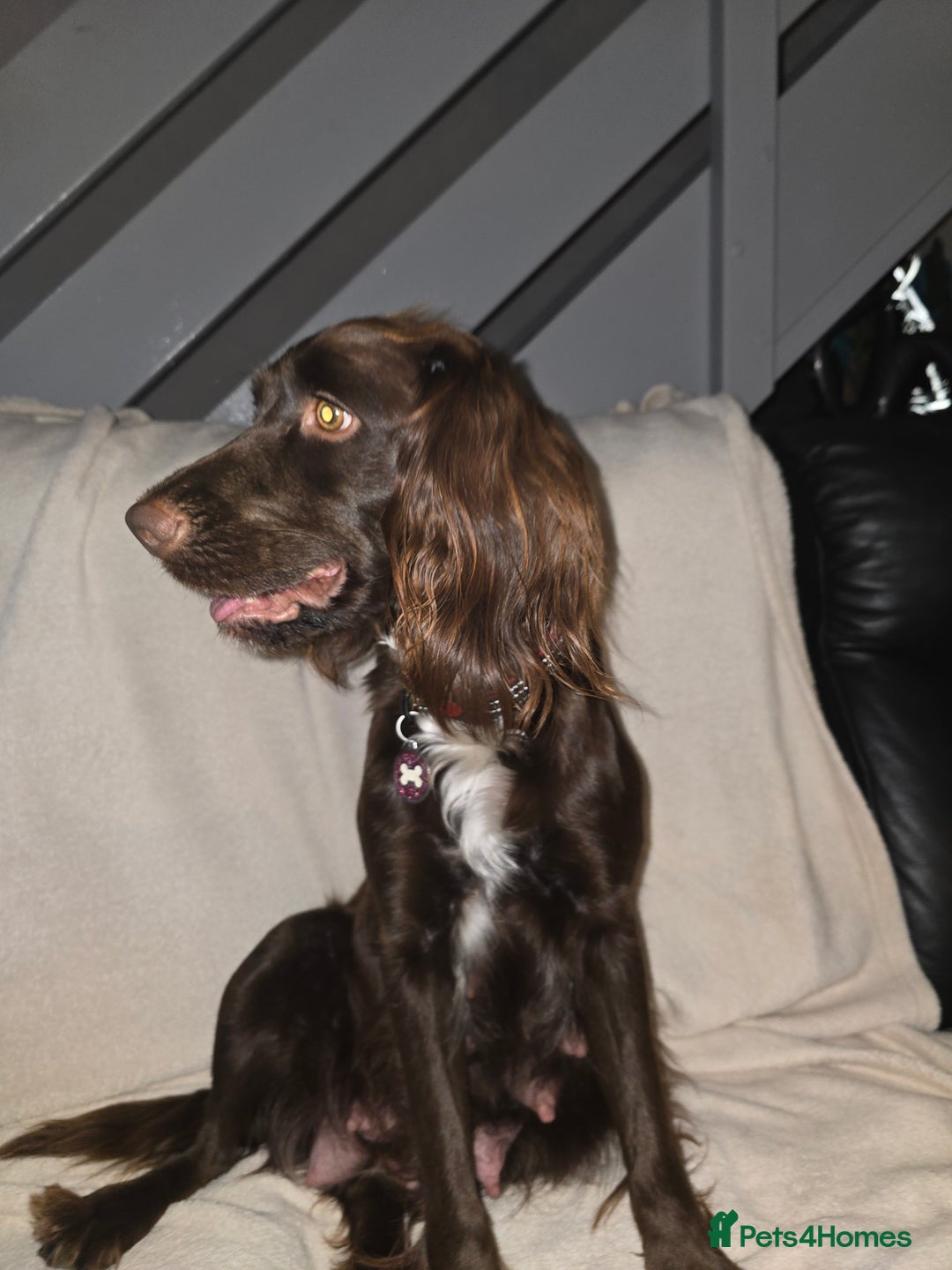 Cocker Spaniel dogs for sale: Working Cocker Spaniels - Image 14