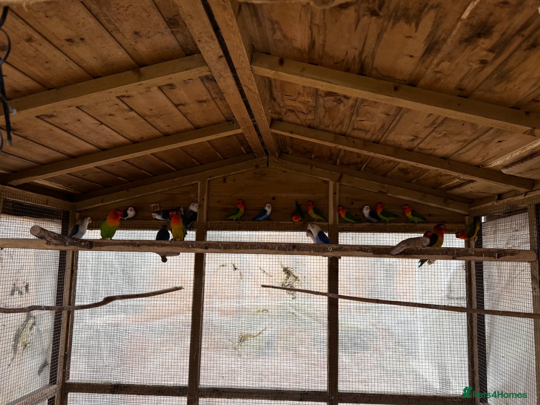 Lovebirds birds for sale: Lovebirds for sale - Advert 12