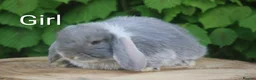 Mini Lop rabbits for sale: Pure bred Mini lop baby rabbits  - Advert 7