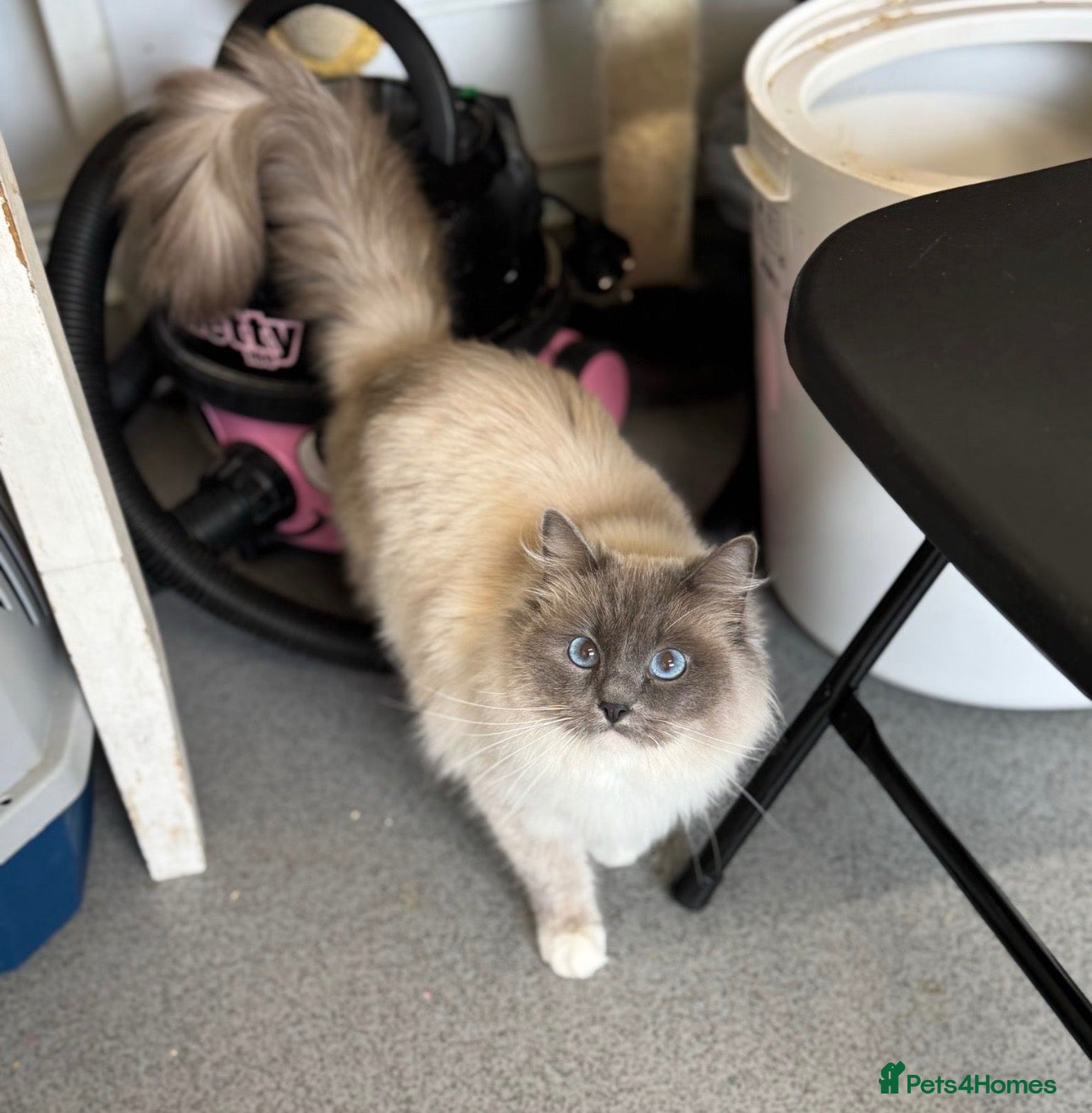 Ragdoll cats Ragdoll retired - Advert 4