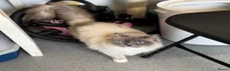 Ragdoll cats for sale: Ragdoll retired - Advert 1
