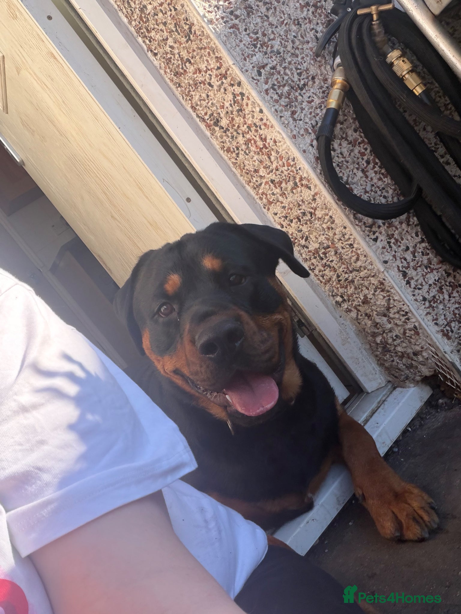 Rottweiler dogs Rottweiler  - Advert 1