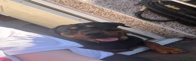 Rottweiler Puppy 