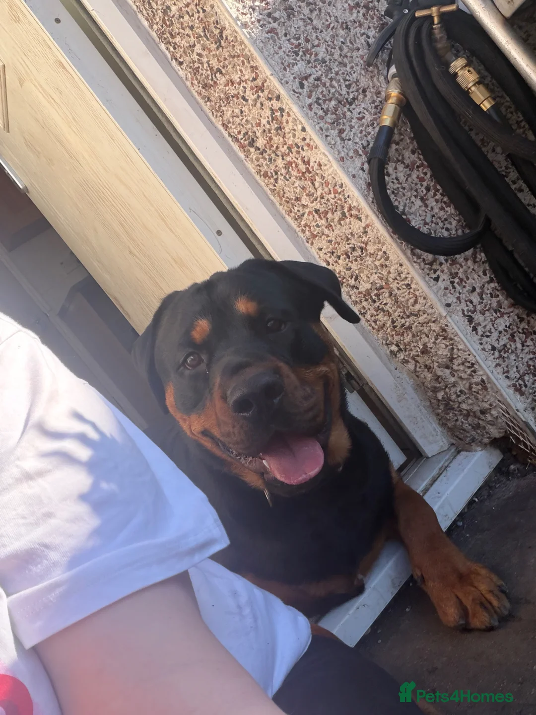 Rottweiler dogs for sale: Rottweiler  - Advert 1