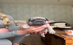 French Bulldog dogs for sale: Beautiful Frenchbulldog puppies 🇫🇷  - Image 4