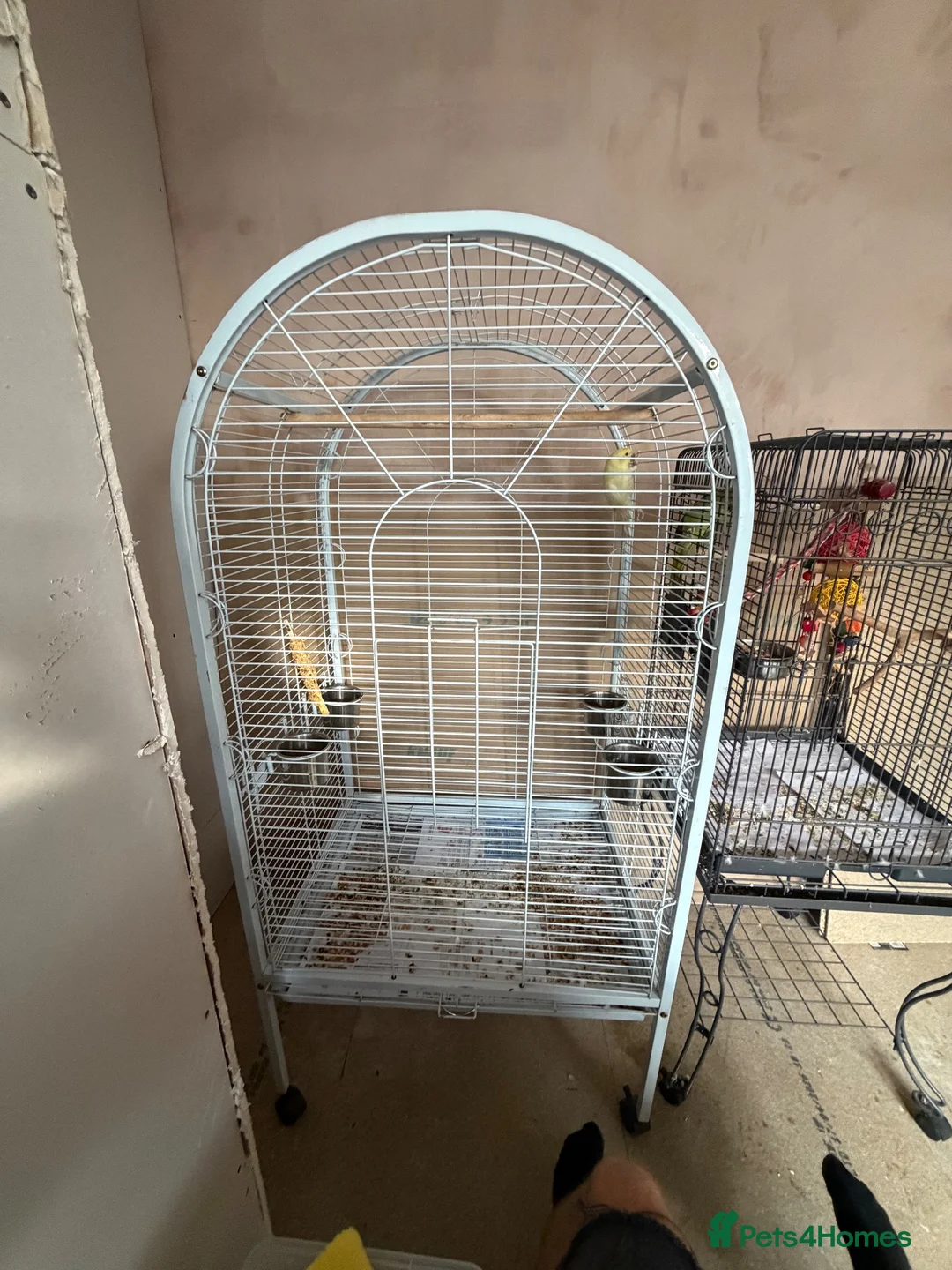 Ringnecks birds for sale: 2 ring neck parrots for sale  in Keighley - Advert 4