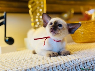 Oriental cats Superb TICA Registered Siamese & Oriental Babies - Advert 2