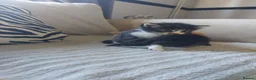 Mixed Breed cats for sale: Beautiful fluffy kittens - Advert 20