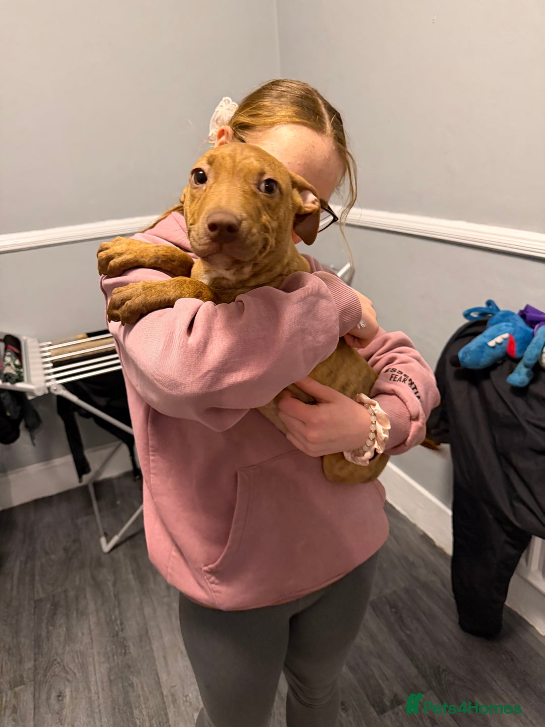 Staffordshire Bull Terrier dogs for sale: Female staff puppy - Advert 3