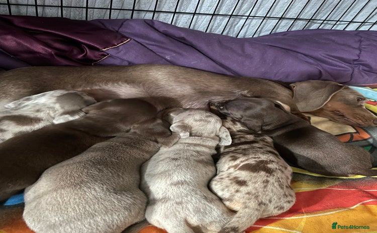 Miniature Dachshund dogs - Advert 3
