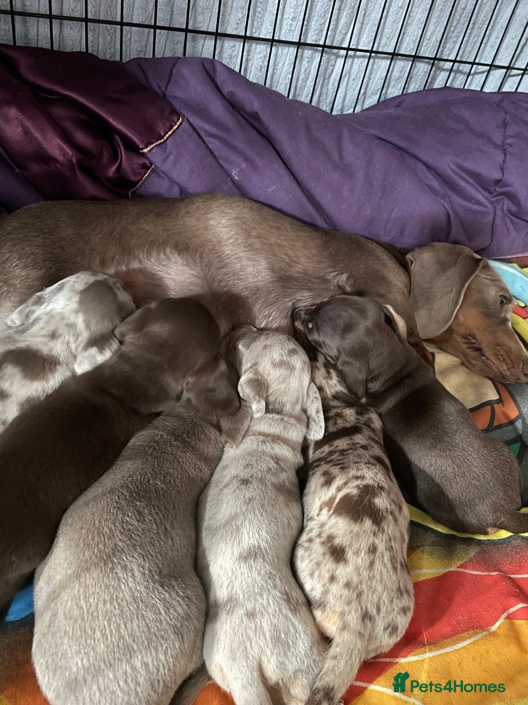 Miniature Dachshund dogs for sale: KC Registered Miniature Dachshund - 2 Boys Left! - Image 4