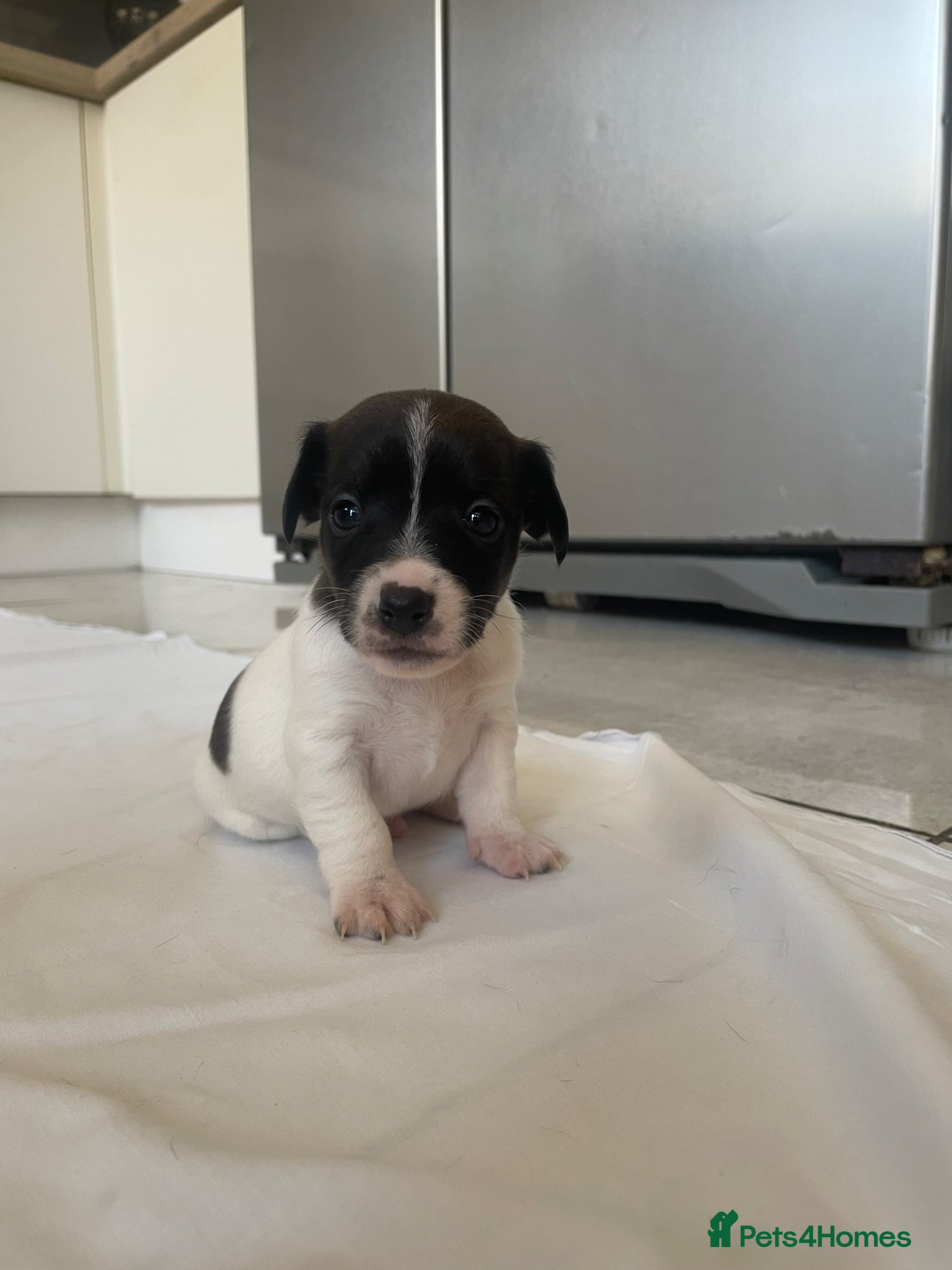 Jack Russell dogs Stunning short legged Jack Russells - Advert 5