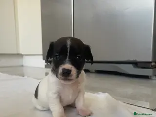 Jack Russell dogs Stunning short legged Jack Russells - Advert 5