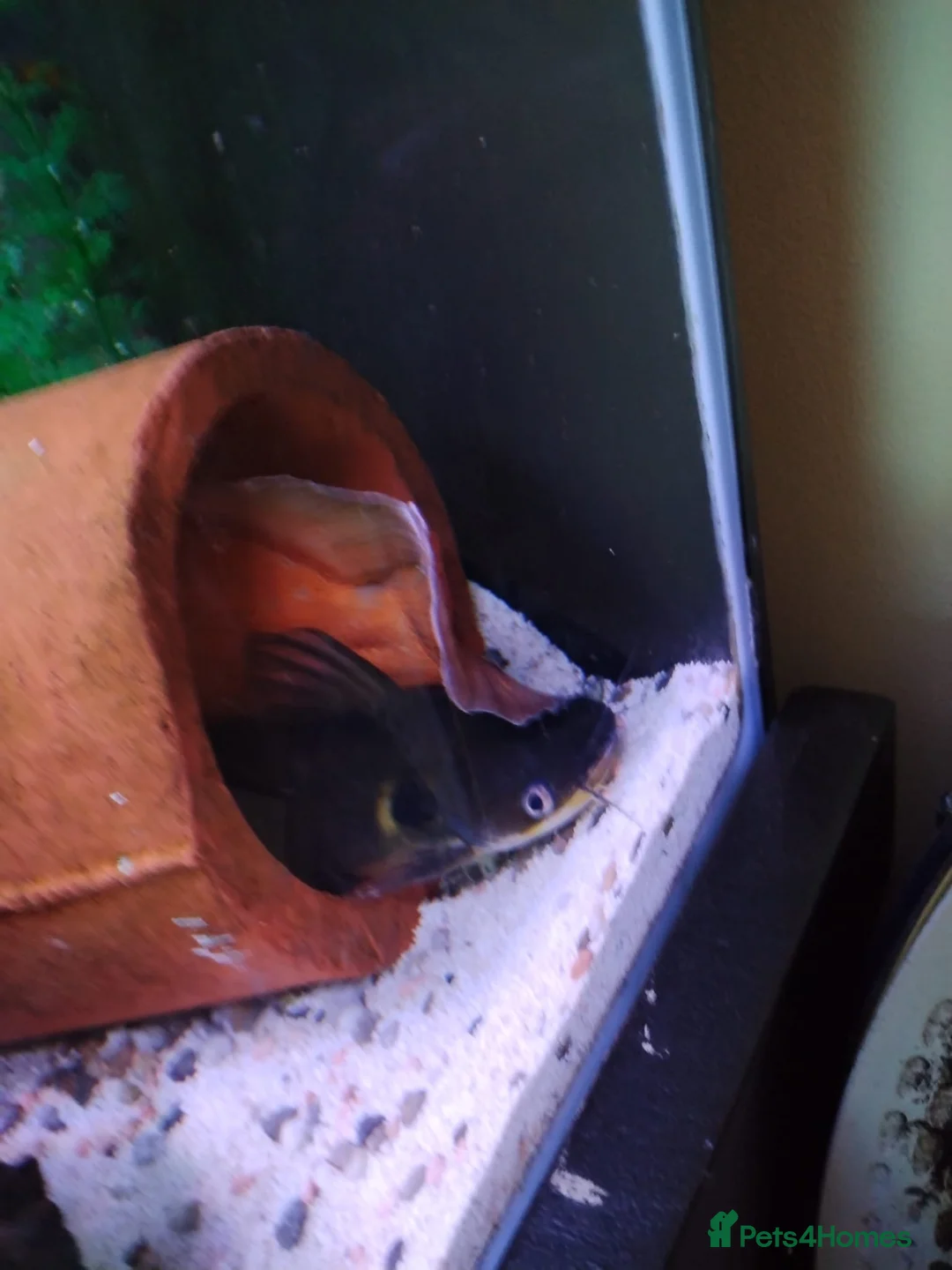Catfish fish for sale: 4 sun cat fish,  - Advert 2