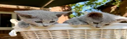 Russian Blue cats for sale: 🐾Champion Line TICA Russian Blue Kittens 🐾 - Advert 2