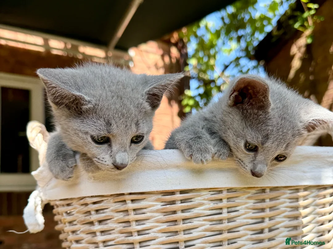Russian Blue cats for sale: 🐾Champion Line TICA Russian Blue Kittens 🐾 - Advert 2