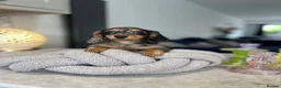 Miniature Dachshund dogs for sale: Long haired miniature dachshunds - Advert 9