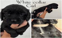 Mixed Breed dogs for sale: Cockalier puppies F1 for sale - Image 4
