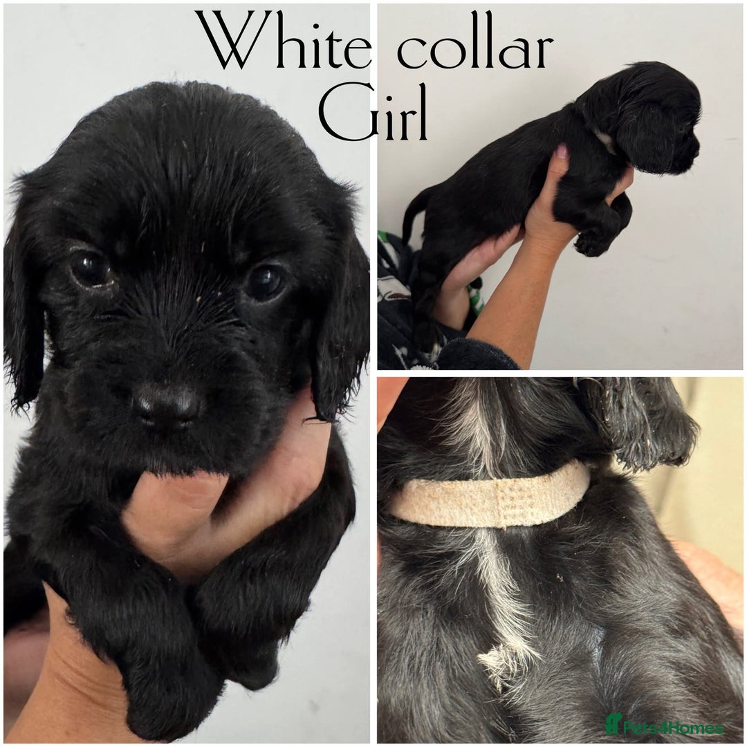 Mixed Breed dogs for sale: Cockalier puppies F1 for sale - Image 4