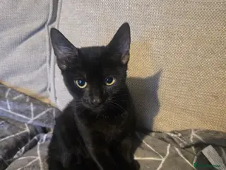 Sphynx cats Covered Sphynx - Advert 1