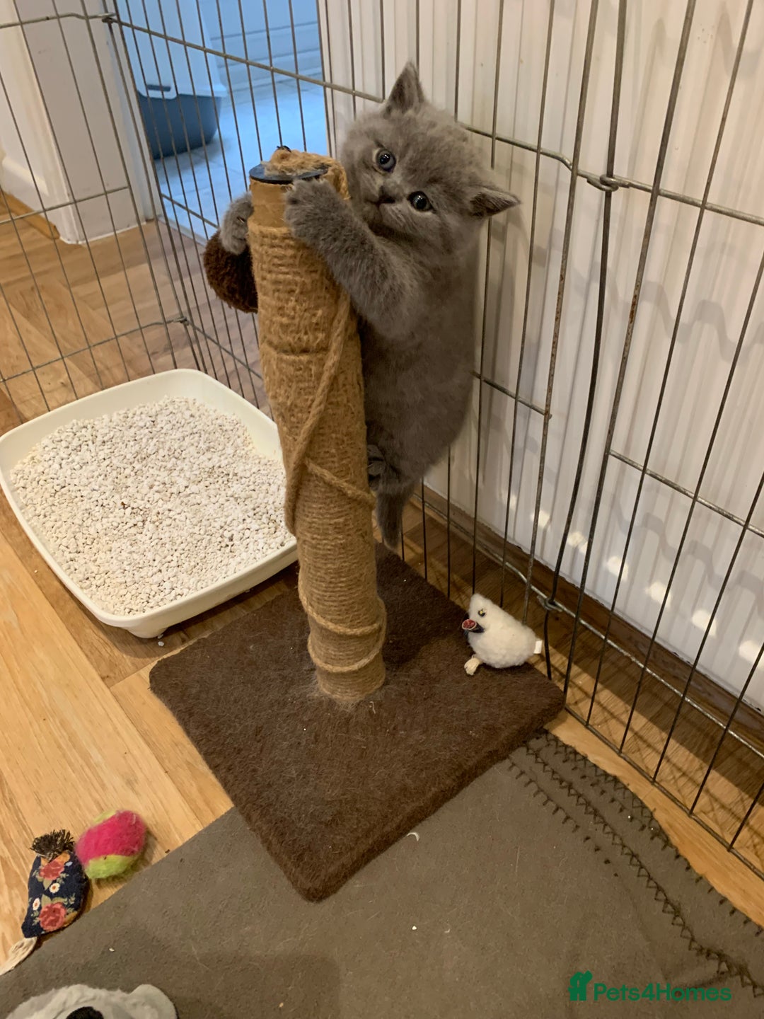 British Shorthair cats for sale: GCCF Pedigree Pure Blue British Shorthair - Advert 9