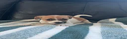Jack Russell dogs for sale: Jack Russell puppies  in Doncaster - Advert 7