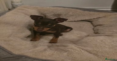 Miniature Pinscher dogs - Advert 6