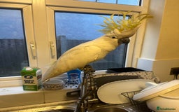 Parrots birds for sale: Sulphur-Crested Cockatoo Sweetie Pie - Image 3