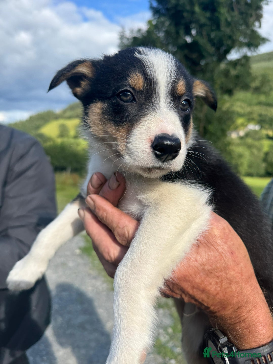 Border Collie dogs for sale: Mid Wales border collie pups  - Image 25